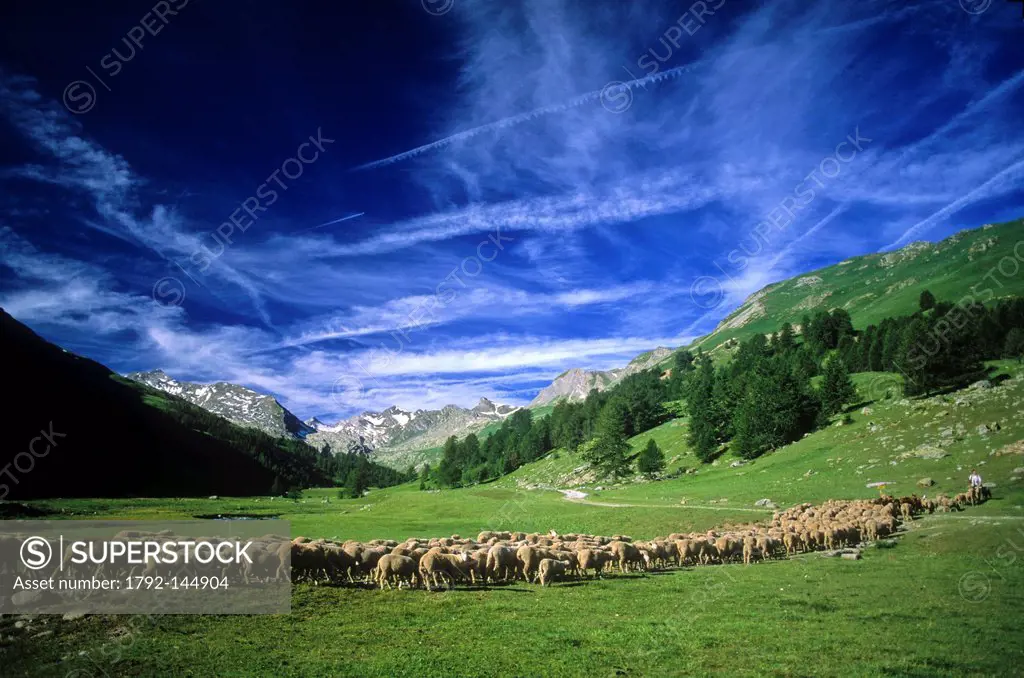 France, Alpes de Haute Provence, Parc National du Mercantour Mercantour National Park, Haute Hubaye, shepherd and herd of sheeps in the Fourane Valley
