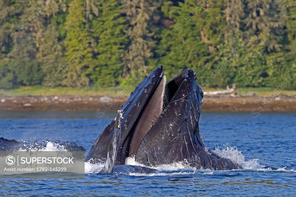 United States, Alaska, Frederick Sound, Humpback whale Megaptera novaeangliae, bubble feeding, bubble net feeding