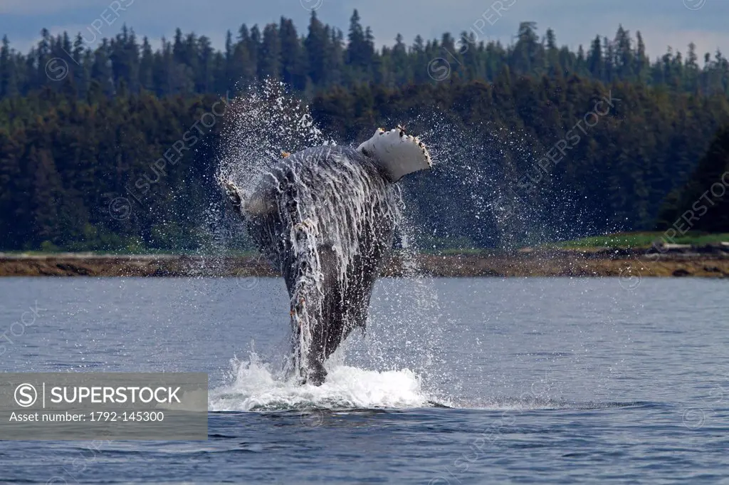 United States, Alaska, Frederick Sound, Humpback whale Megaptera novaeangliae, breach, breaching, the whale is leaping into the air, rotating and land...