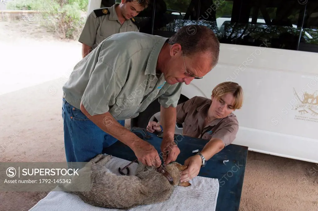 South Africa, Limpopo province, Kapama Game Reserve, Hoedspruit endangered species centre, African wild cat Felis lybica, Dr. Peter Rogers