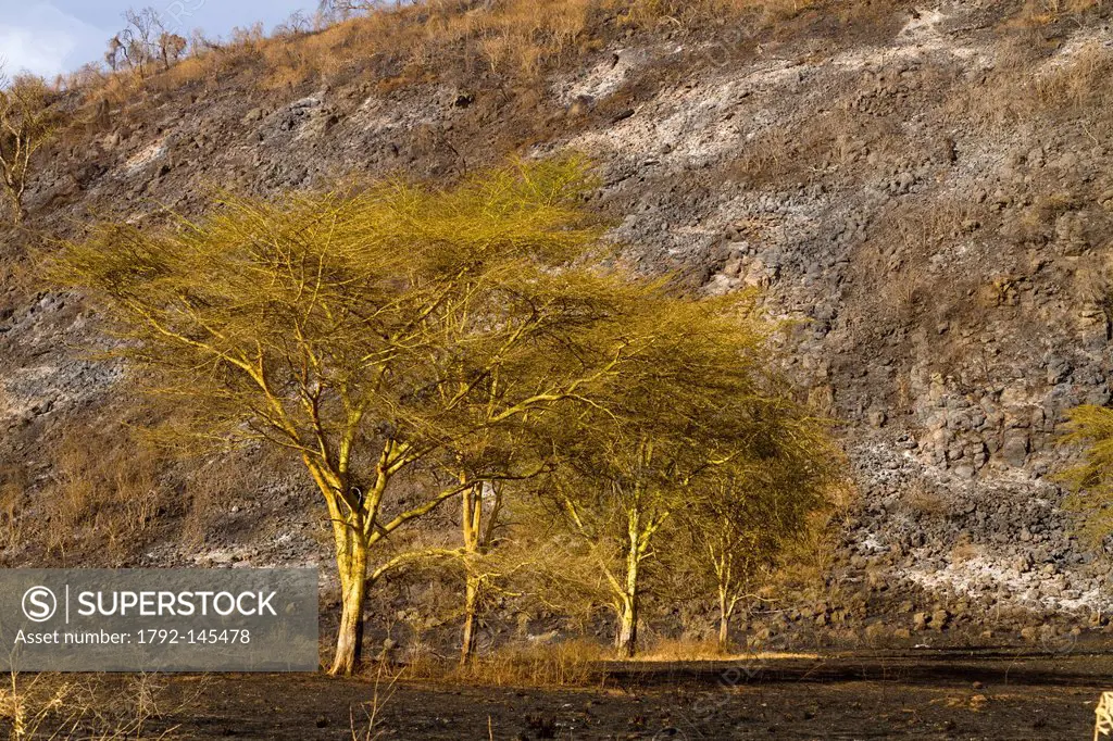 Kenya, Great Rift Valley, Lake Nakuru National Park, yellow_fever acacias after a bush fire