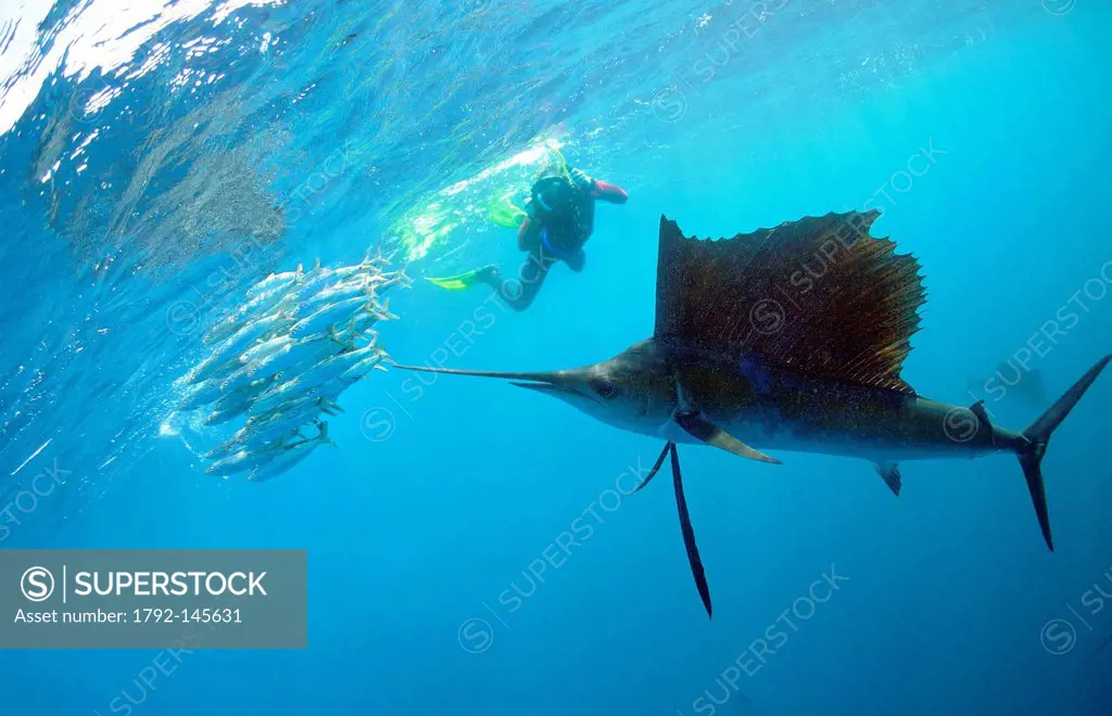Mexico, Caribbean sea, sailfish Istiophorus albicans hunting in a sardines school