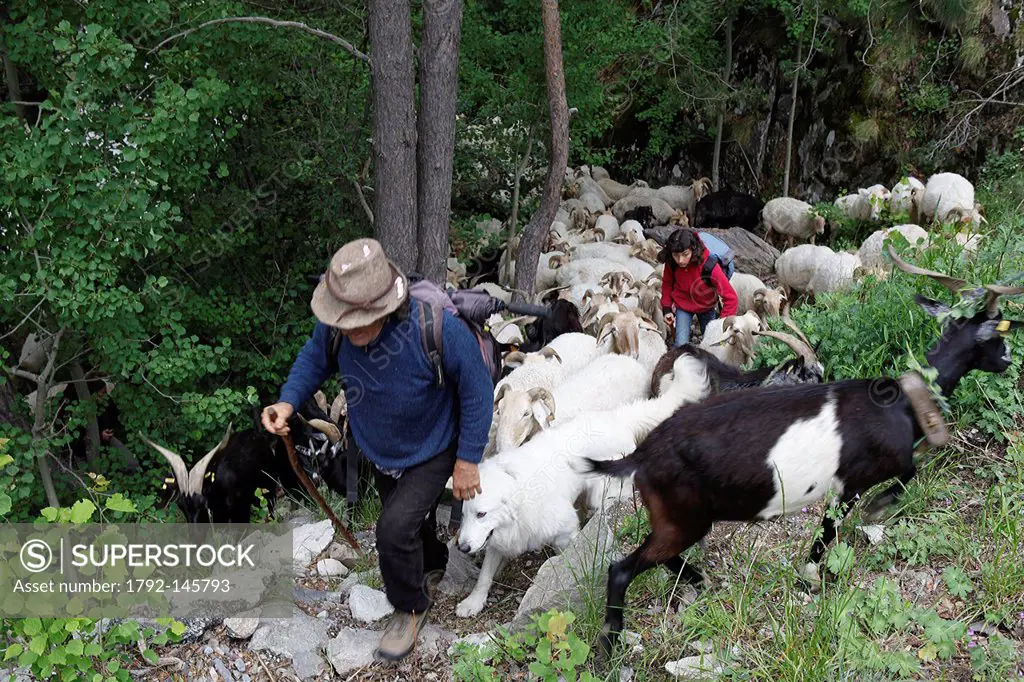 France, Alpes Maritimes, Roya valley, Tende, casterino, Pascal Bonneville shepherd from La Brigue leading his herd of sheeps to the summer fields
