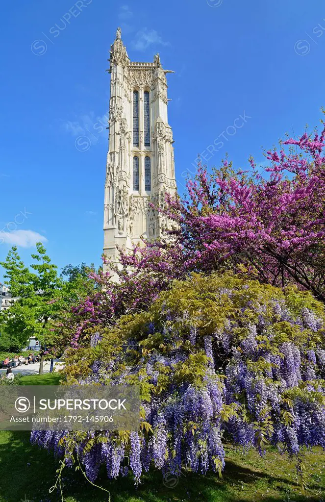 France, Paris, St Jacques tower and wisteria