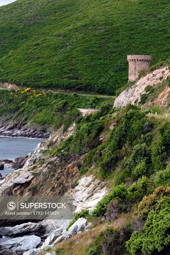 France, Haute Corse, Cap Corse, Cagnano, Tower of Osse, construction of the Genoese towers began in the sixteenth century at the request of village co...