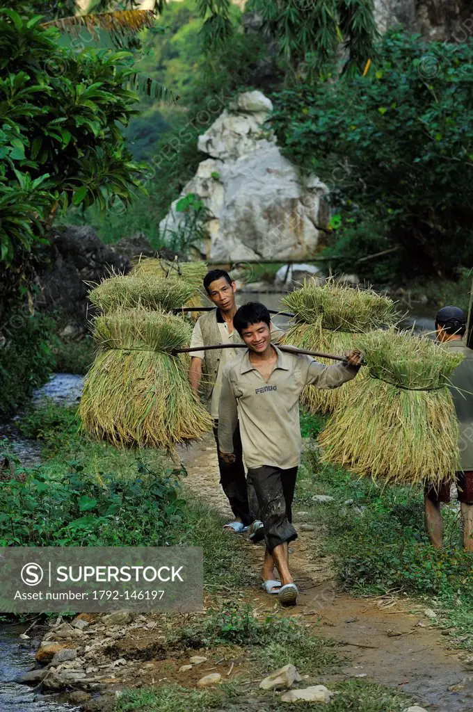 Vietnam, Ninh Binh Province, Cuc Phuong National Park, Ban Ko Muong, rice harvest