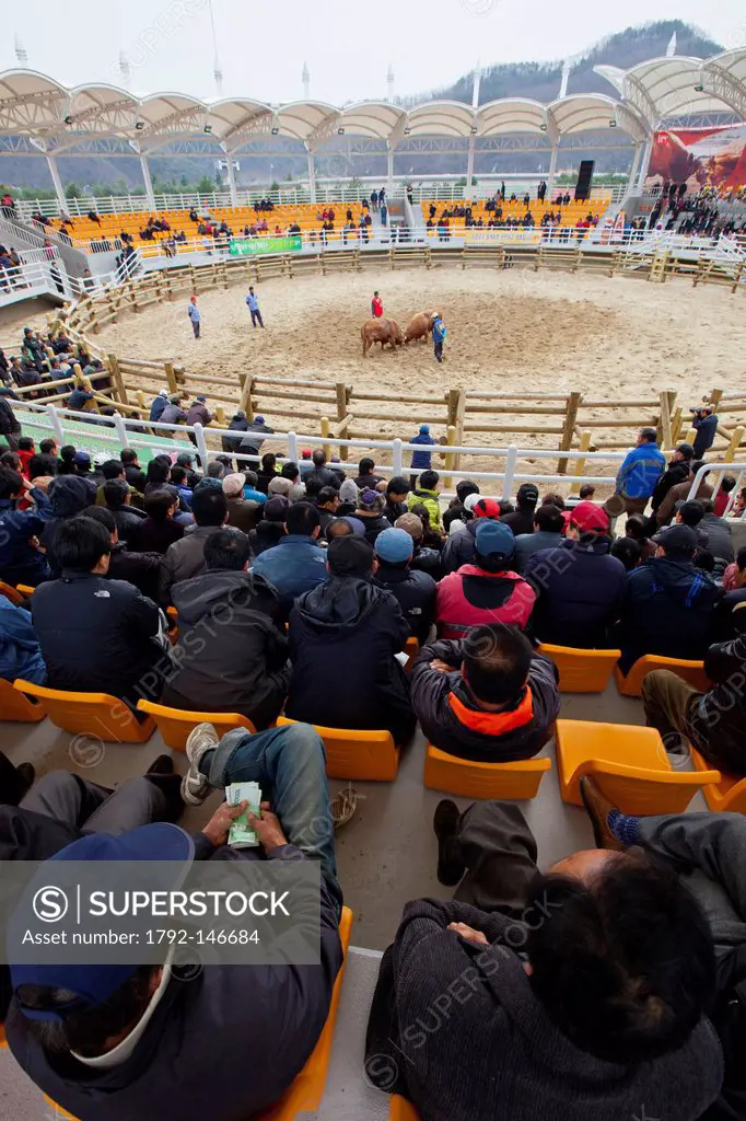 South Korea, South Gyeongsang Province, Uiryeong, audience watching bullfights and betting money