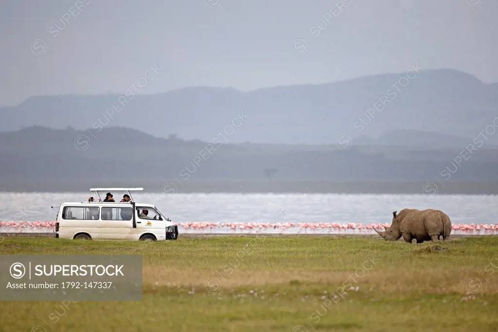Kenya, Great Rift Valley, Lake Nakuru National Park, White rhinoceros Ceratotherium simum