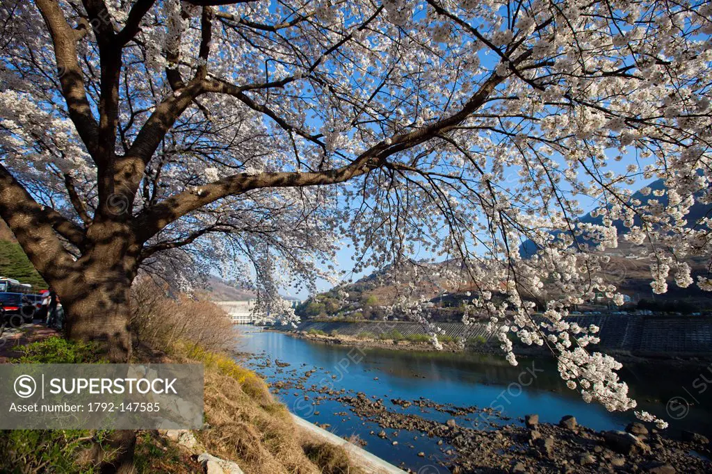 South Korea, North Chungcheong Province, Chungju, Chungju Dam, blossoming cherry tree by a river