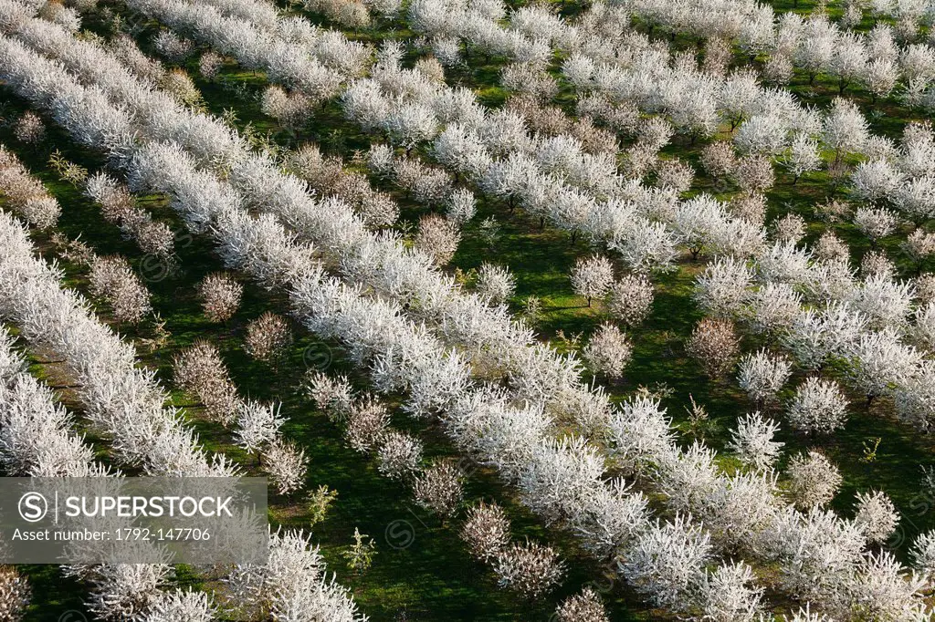 France, Val d´Oise, La Chapelle en Vexin, cherry trees in bloom aerial view