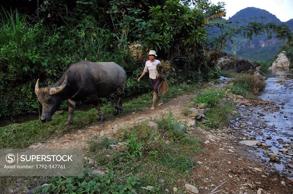 Vietnam, Ninh Binh Province, Cuc Phuong National Park, Ban Ko Muong, woman of White Thai ethnic group back from fields