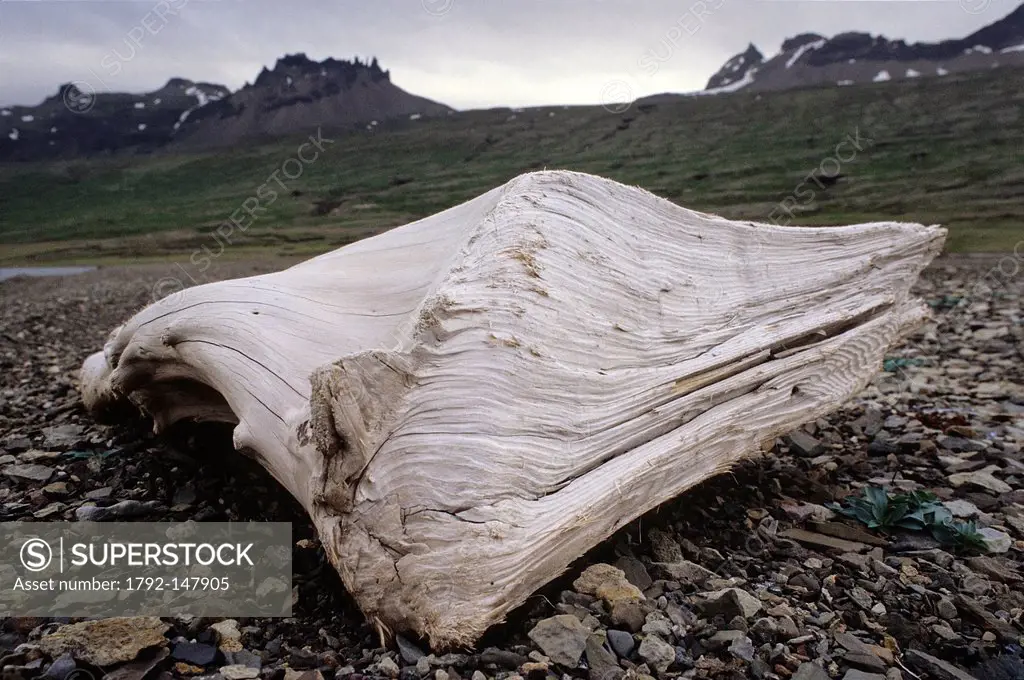 Iceland, Austurland Region, driftwood