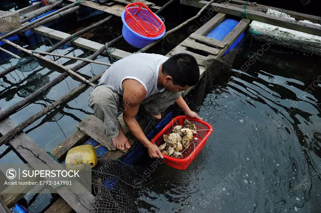 Vietnam, Quang Ninh Province, Halong Bay, Van Don island, oyster farmer