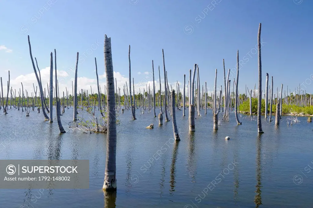 Dominican Republic, La Altagracia province, Punta Cana, Bavaro, decapitated palm trees