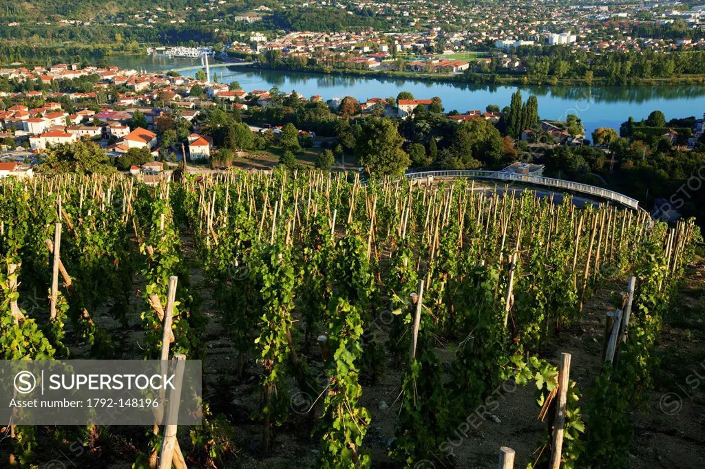 France, Rhone, Condrieu, Condrieu appellation vineyards and the Rhone in the background Les Roches de Condrieu, Rhone_Alpes 38