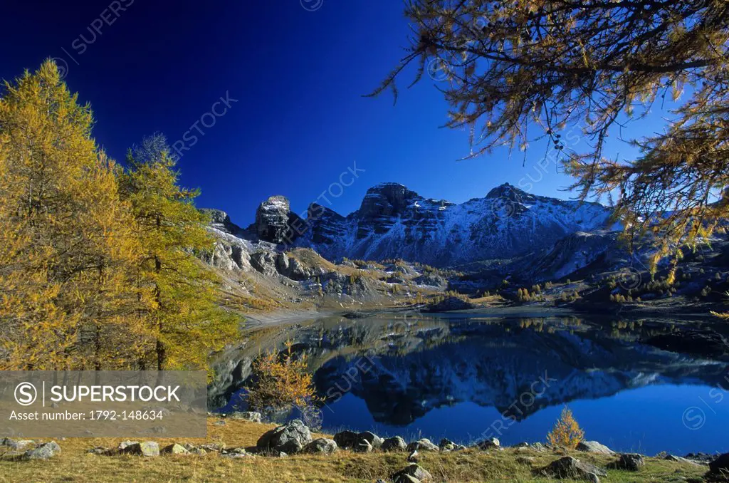 France, Alpes de Haute Provence, Parc National du Mercantour Mercantour National Park, High Verdon, larches by the Allos Lake 2 228m in Autumn, in the...