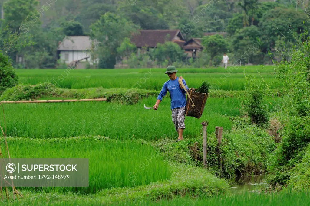 Vietnam, Hoa Binh Province, Mai Chau, rice field