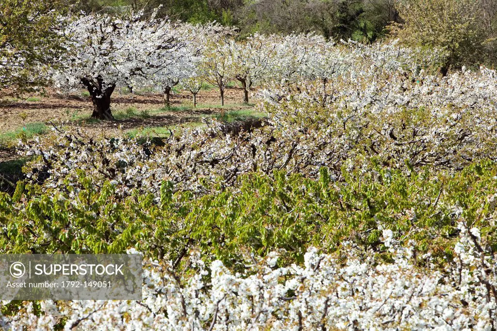 France, Vaucluse, Parc Naturel Regional du Luberon Natural Regional Park of Luberon, Lacoste, cherry blossoms