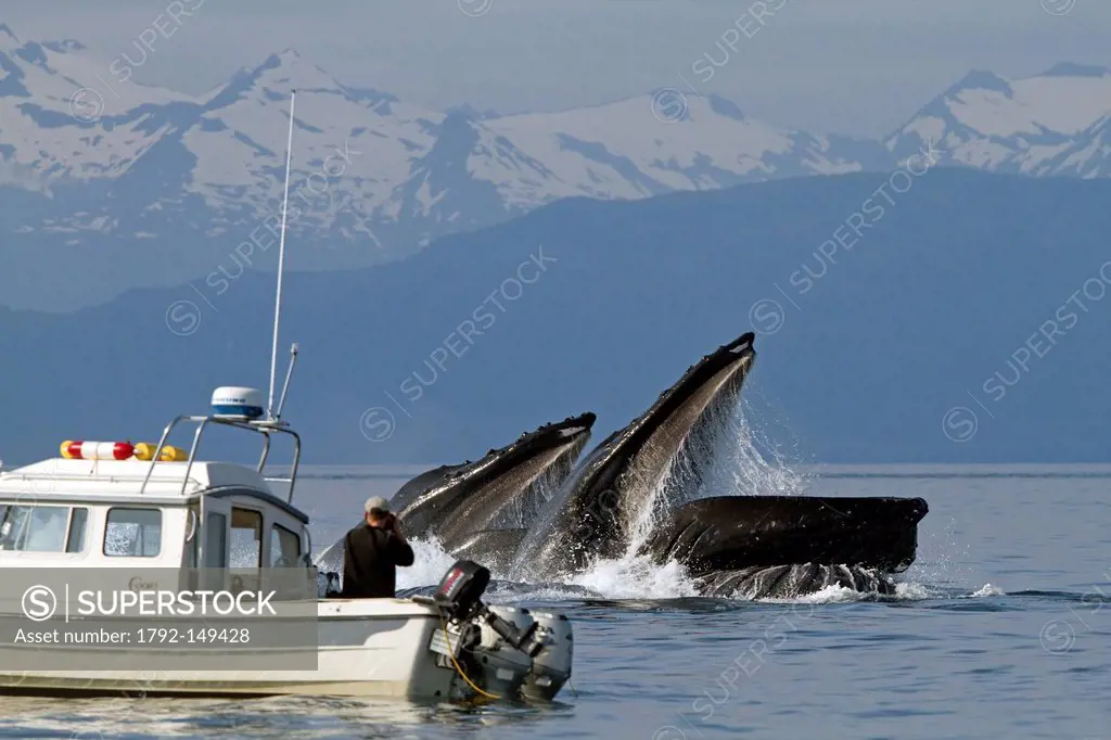 United States, Alaska, Frederick Sound, Humpback whale Megaptera novaeangliae, bubble feeding, bubble net feeding