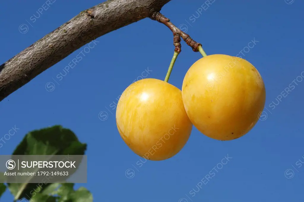 France, Bas Rhin, mirabelle plum Prunus domestica ssp syriaca