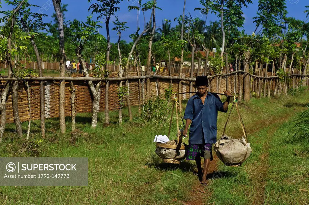 Indonesia, Java, East Java Province, Madura Island, Pasongsongan village, man carrying a yoke during the Kerapan Sapis race