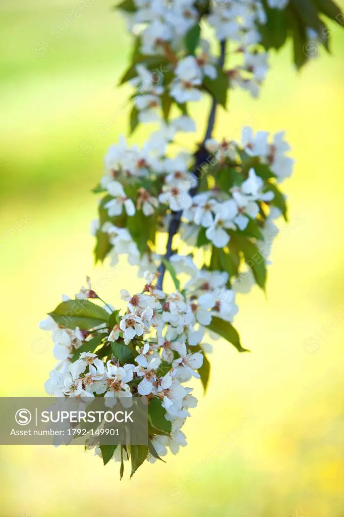 France, Vaucluse, Parc Naturel Regional du Luberon Natural Regional Park of Luberon, Lacoste, cherry blossoms