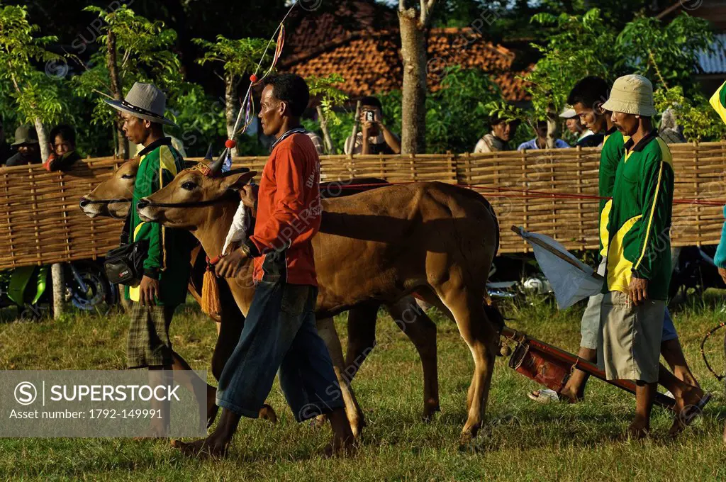 Indonesia, Java, East Java Province, Madura Island, Pasongsongan village, bull race called Kerapan Sapis