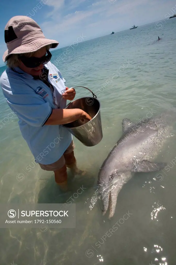 Australia, Western Australia, Shark Bay, National park of Monkey Mia, every morning at the same time, a group of big dolphins Tursiops truncatus is co...