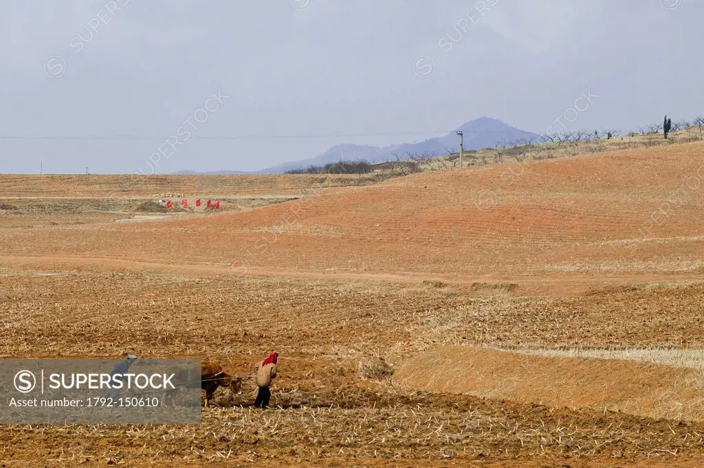 North Korea, South Pyongan province, peasants ploughing the fields
