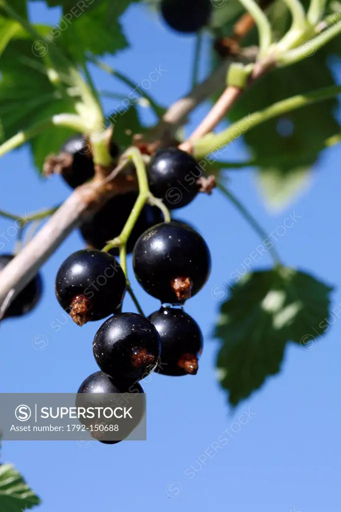 France, Bas Rhin, Blackcurrant Ribes nigrum