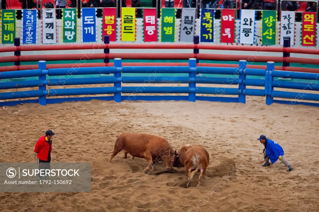 South Korea, North Gyeongsan Province, Cheongdo, bullfighting