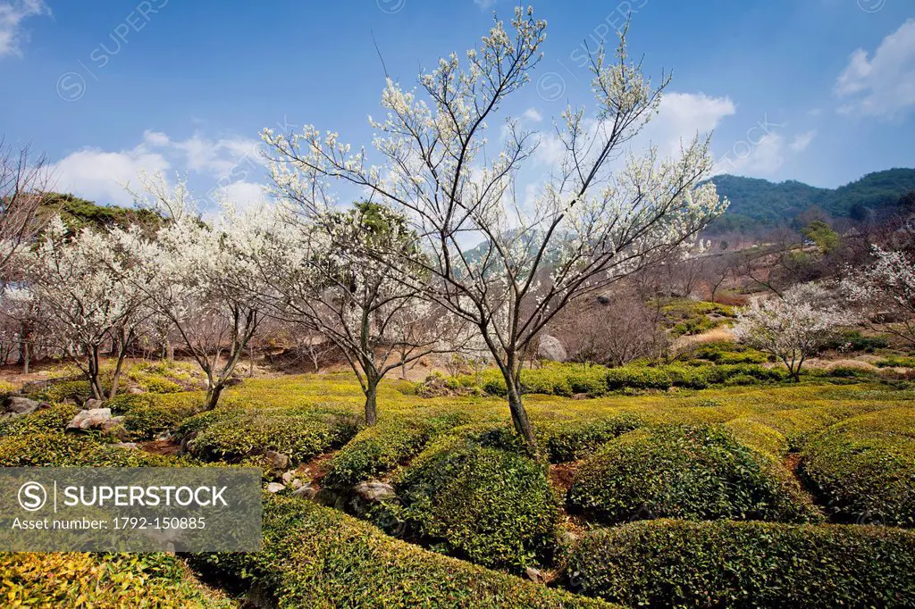 South Korea, South Gyeongsang Province, Hadong County, tea garden and cherry blossom trees