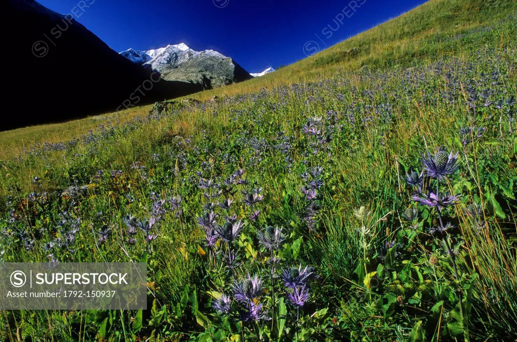 France, Alpes de Haute Provence, Parc National du Mercantour Mercantour National Park, Haute Hubaye, generally called Blue Thistle, the Panicaut of th...