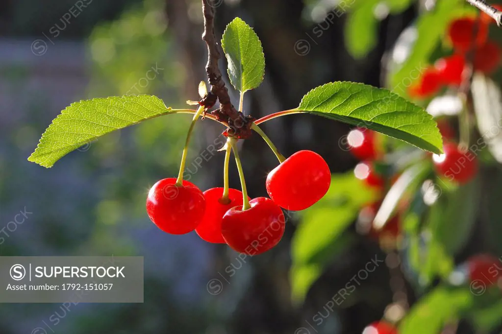 France, Bas Rhin, Sour Cherry Prunus cerasus