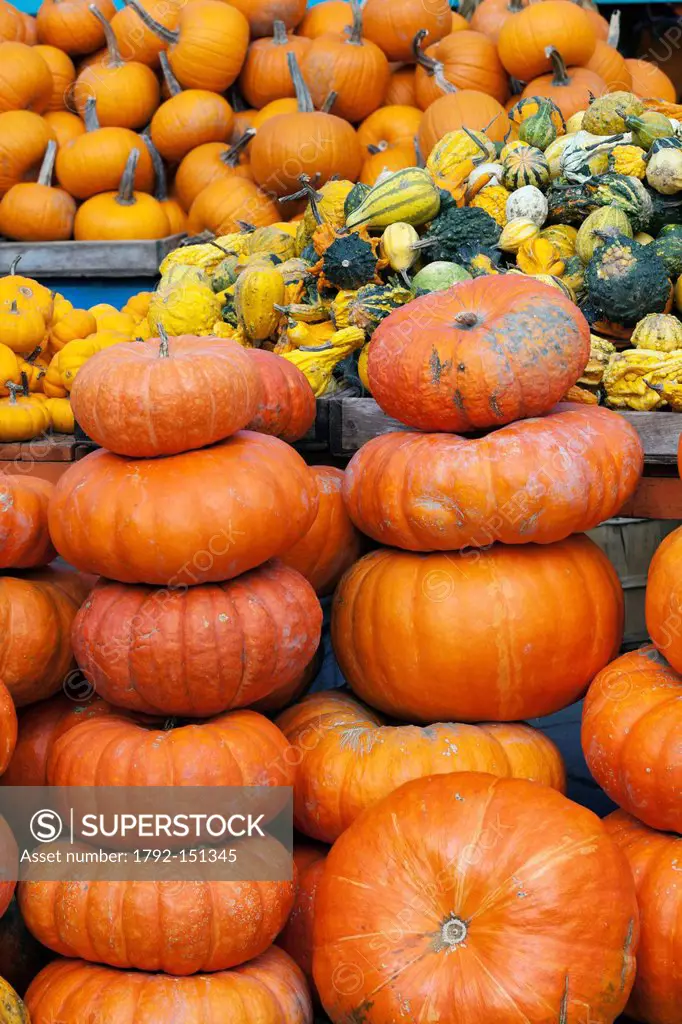 Canada, Quebec Province, Montreal, Atwater Market, the Autumn products, squash and pumpkins sold before Halloween