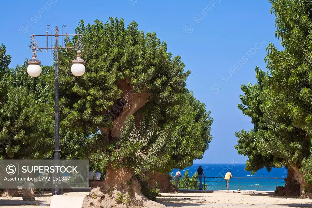 Algeria, Tipaza Wilaya, Cherchell, central square our Martyrs square with Belombra trees Phytolacca dioica and view over Mediteranean Sea