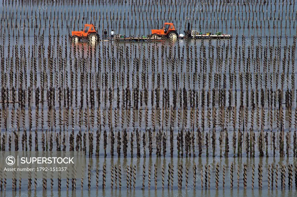 France, Cotes d´Armor, Ile de Brehat, mussels on bouchots stacks for breeding mussels in West Brehat aerial view
