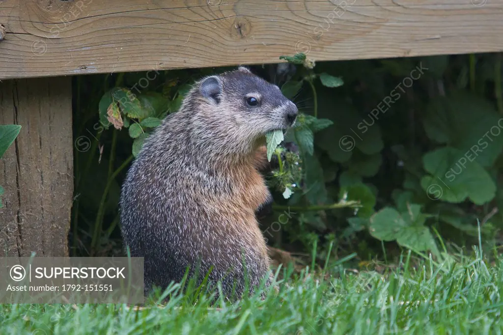 Canada, Quebec Province, Gaspesie, Forillon National Park a groundhog eats a leaf in the Cap Bon Ami