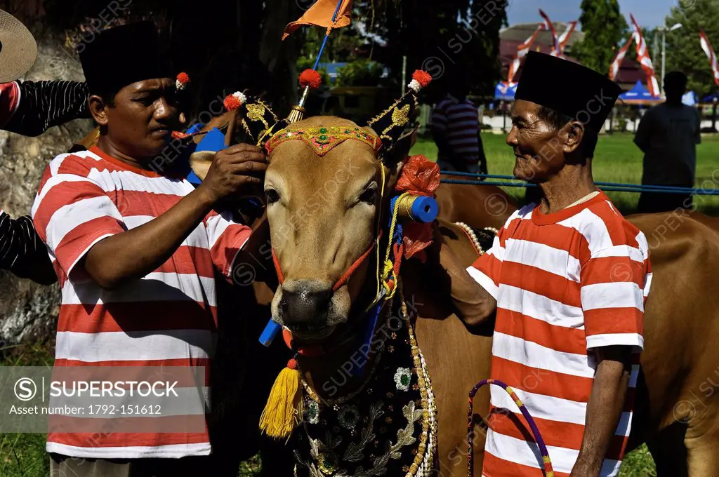 Indonesia, Java, East Java Province, Madura Island, Bangkalan, bull race called Kerapan Sapis, preparation before the race