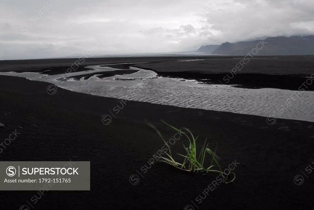 Iceland, Austurland Region, Leymus arenarius shaken by the wind, the black volcanic scorias of the Skeidararsandur