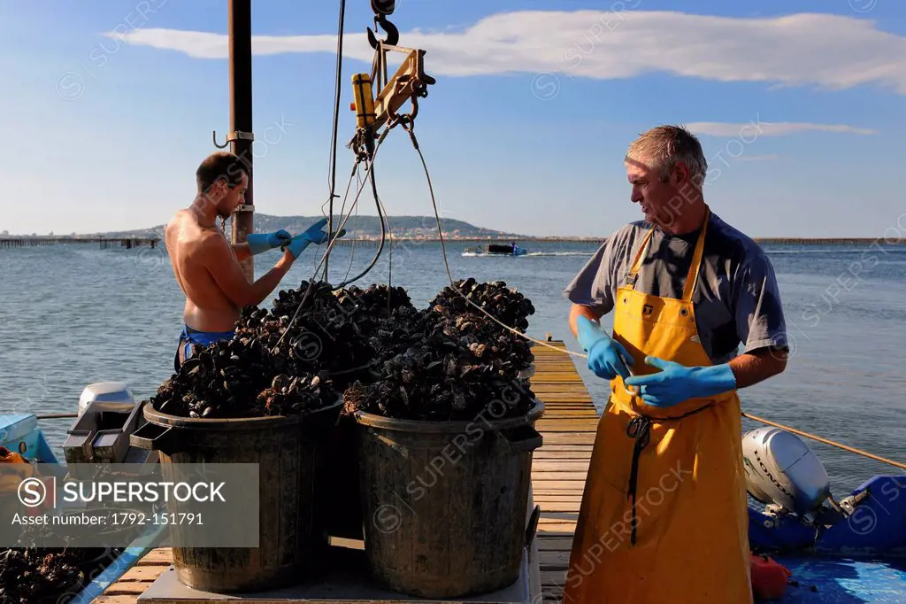 France, Herault, Bouzigues, Bassin de Thau, oyster and mussels farm from the Benezech family at the Place called La Catonniere facing Mont Saint Clair...