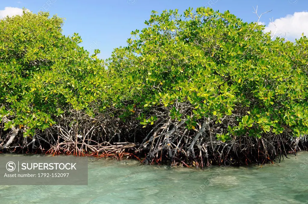 Dominican Republic, Santo Domingo province, Boca Chica, mangrove and mangrove roots in the Caribbean Sea