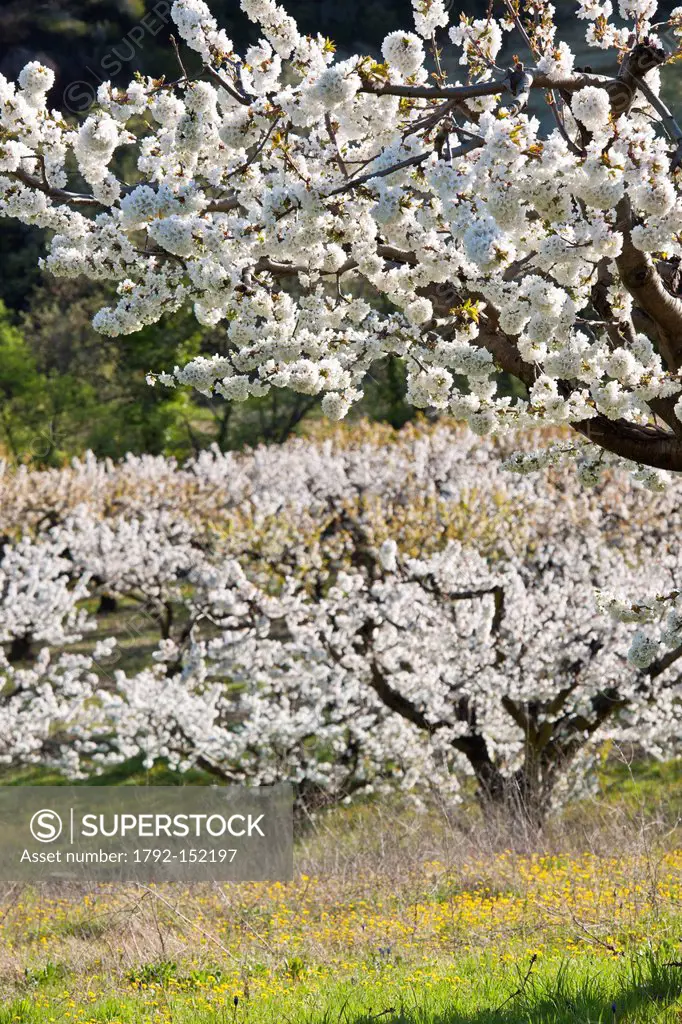 France, Vaucluse, Parc Naturel Regional du Luberon Natural Regional Park of Luberon, cherry blossom