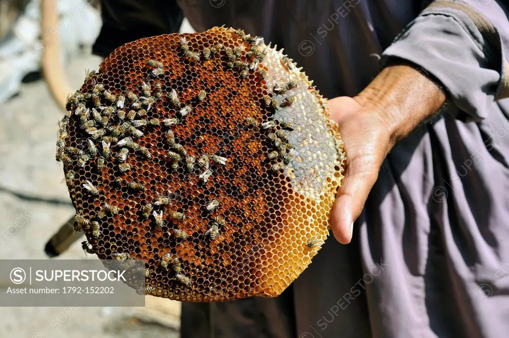 Sultanate of Oman, Al Batinah Region, Western Hajar Mountains, Wadi A´Sahten, Traditional beekeeper who collects the honey in its hives made from trun...