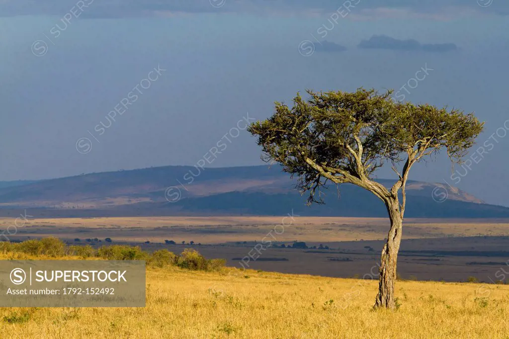 Kenya, Masai Mara Game Reserve