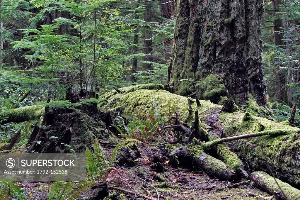 Canada, British Columbia, Vancouver Island, Cathedral Grove, temperate rain forest, lichens
