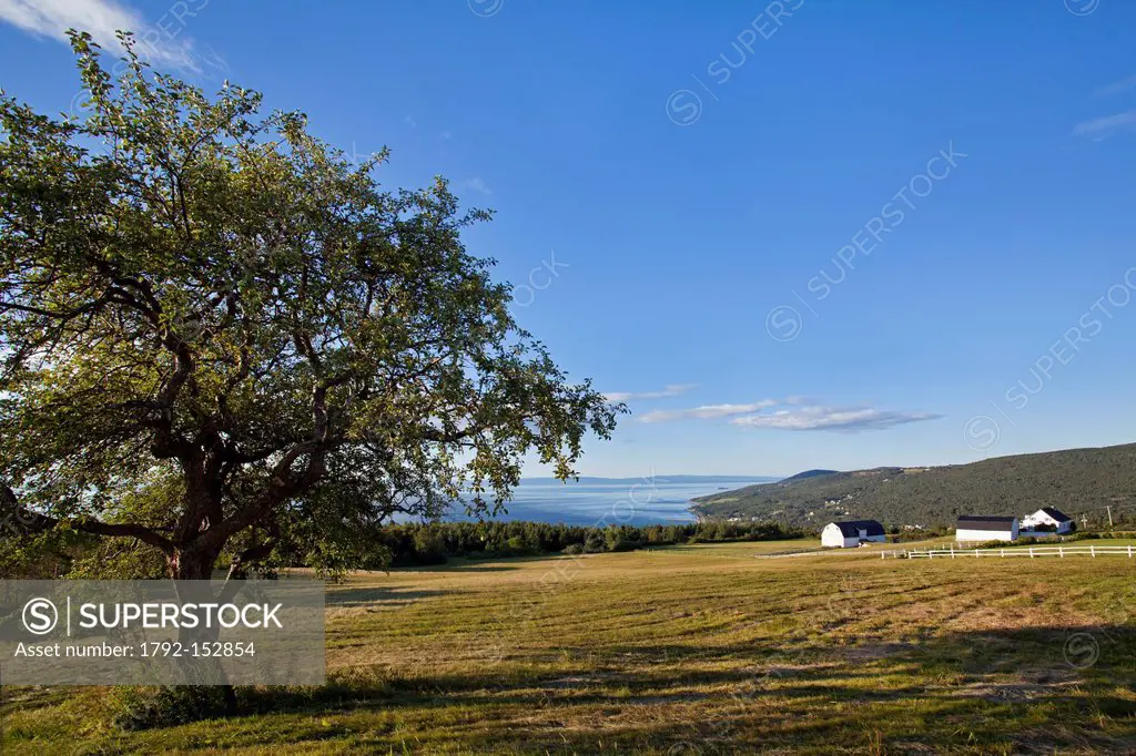Canada, Quebec province, Charlevoix region, St Lawrence river raod, St Irenee and its magnificent view, isolated tree, field and traditional farm