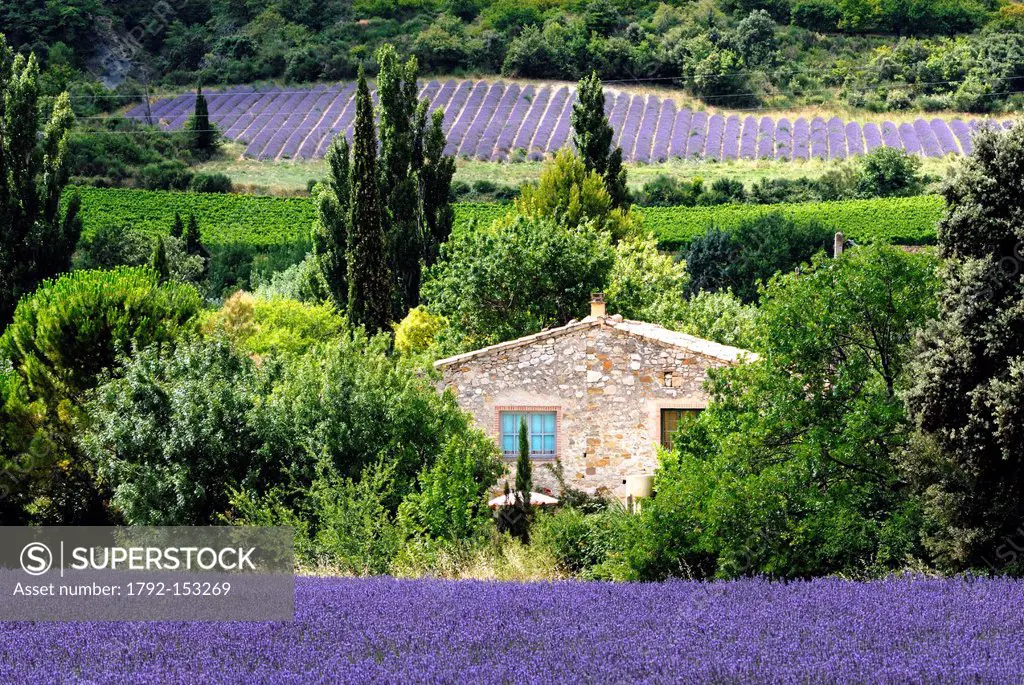 France, Drome, Drome provencale, lavender fields around Montbrisson