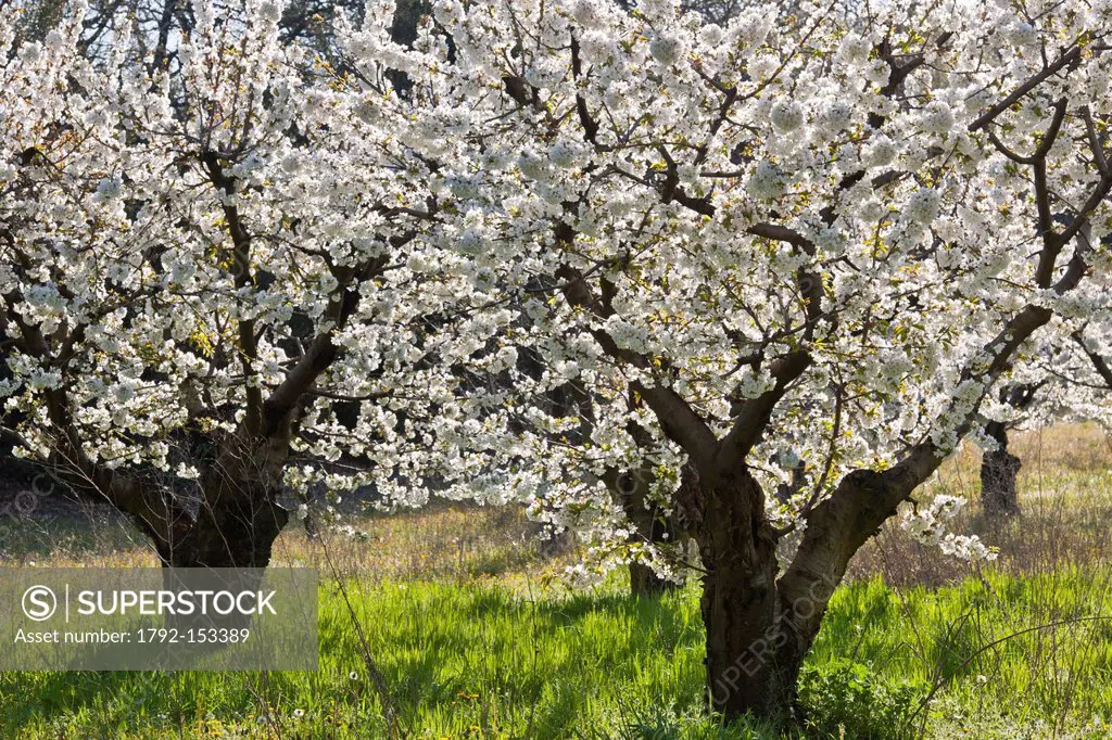 France, Vaucluse, Parc Naturel Regional du Luberon Natural Regional Park of Luberon, cherry blossom