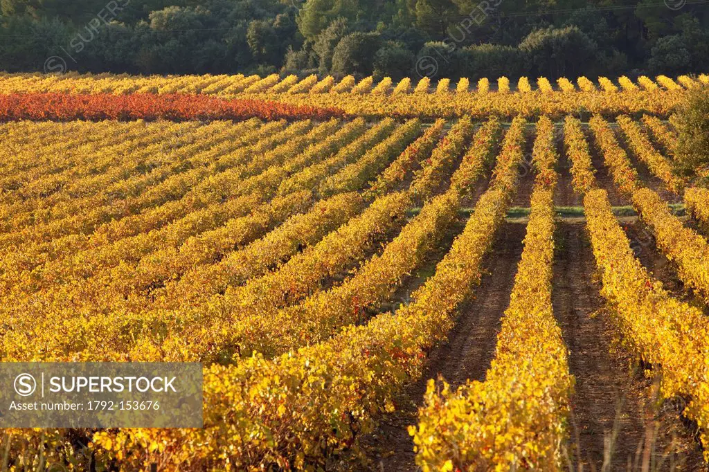 France, Bouches du Rhone, Pays d´Aix, Puyloubier, vines AOC Cotes de Provence